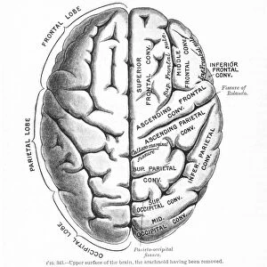 Upper surface of the brain. Lithograph, 19th century