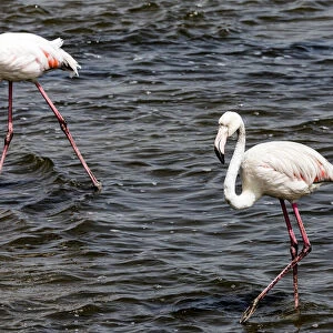 Greater flamingos at Walvis Bay, Namibia