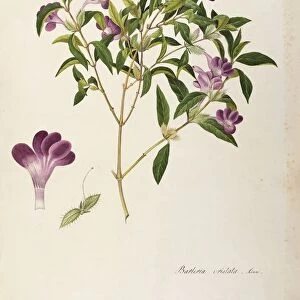Acanthaceae, Philippine violet (Barleria cristata), Temperate greenhouse shrub with persistent leaves, native to Southeastern Asia, by Angela Rossi Bottione, watercolor, 1837