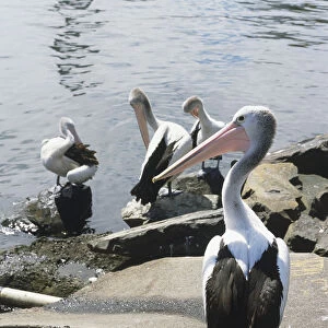 Australia, Sydney, Australian Pelicans (Pelecanus conspicillatus), group of four black and white pelicans by water, adult pelican looking left, offspring cleaning their feathers