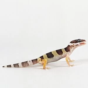 Baby Leopard Gecko, eublepharis macularius, side view