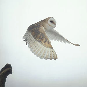 Barn owl, flying, side view, wings down
