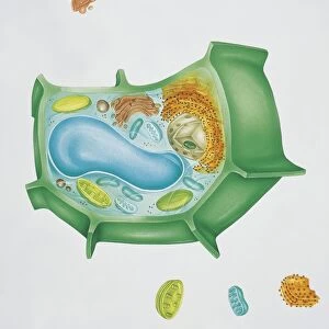 Biology, Plant cell structure, cross section, Illustration