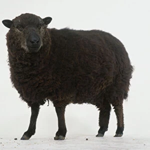 Black sheep standing in profile
