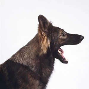 Black and tan German Shepherd dog yawming, profile