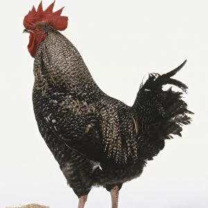 Black and white speckled cockerel, plumage, bright red comb and wattles, standing, side view