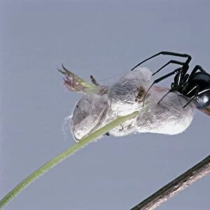 Black Widow (Latrodectus mactans) spider on egg sacs attached to branch