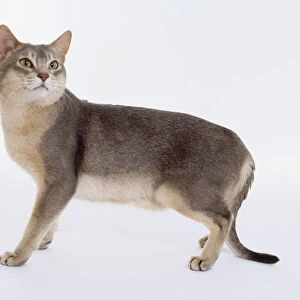 Blue Abyssinian cat, warm blue-grey body coat contrasting with oatmeal underparts, standing, side view