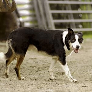 Border Collie dog walking across farm yard, side view