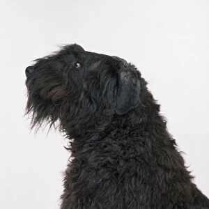 Bouvier Des Flandres dog with head in profile