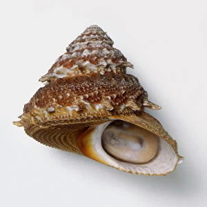 Bridled bolma shell (Bolma aureola)