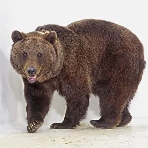 Brown bear (Ursus arctos) walking, looking at camera