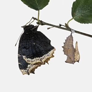 Camberwell Beauty (Nymphalis antiopa) fully developed butterfly hanging from a branch and a pupa next to it