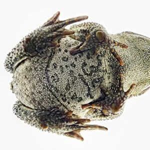 Cane Toad (Bufo marinus) upward view of body, warty skin and feet