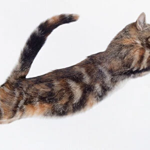 Cat jumping in air with body and paws outstretched