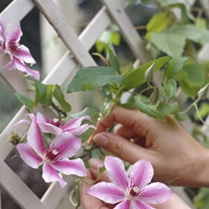 Clematis Nelly Moser, hands attaching pink flowers to trellis