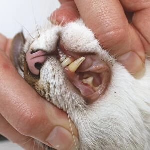 A close up of a cats teeth and gums