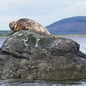 Common Seal (Phoca vitulina) lying on a rock surrounded by water, facing forward