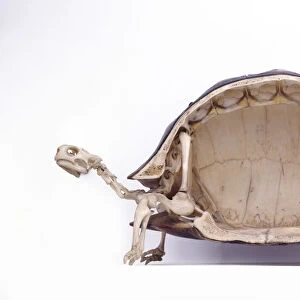 Cross-section through skeleton of Radiated tortoise (Astrochelys radiata), side view
