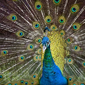 Cuba, Las Terrazzas, peacock