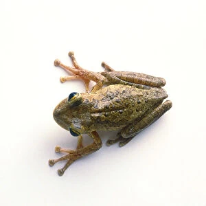 Cuban tree frog (Osteopilus septentrionalis), view from above