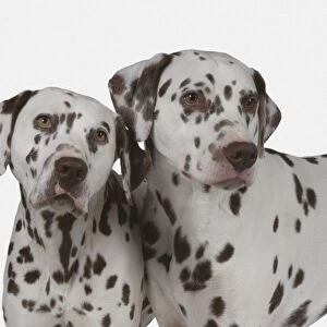 Two Dalmatian dogs side by side