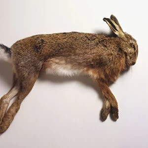 Dead hare, side view