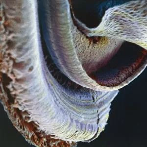 Ear, Cochlea under microscope