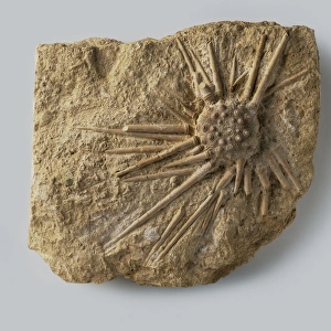 Echinoids - Hemicidaris: A well preserved specimen of a fossilised sea urchin, Hemicidaris intermedia (Fleming), which lived on the sea bed among rocky outcrops