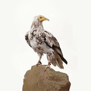 Egyptian vulture (Neophron perncopterus), looking over shoulder, close-up
