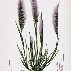 Festuca uniglumis, Single-glumed Fescue-grass