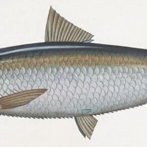 Fishes: Clupeiformes, Sardinella (Sardinella aurita), illustration