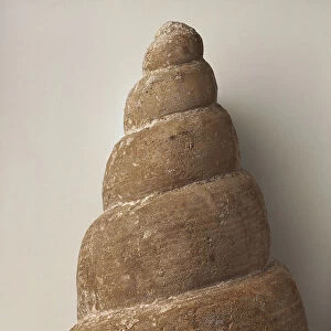 Gastropods - Bourgetia: The fossilised shell of a sea snail, the Bourgetia saemanni (Oppel), a marine creature that lived in coral and sponge reefs in warm and shallow seas