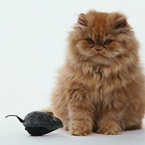 Ginger-coloured, long-haired kitten, sitting down, looking at toy mouse