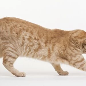 Ginger tabby cat playing with a ball