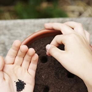 Girls hands planting seeds into holes in plant pot, close-up