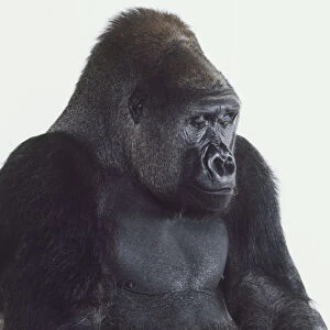 Head and upper torso of adult male Silverback Lowland Gorilla, brown-black fur, black skin, looking pensively towards ground, angled front view