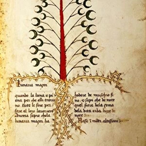 Herba Lunaria magior - Moonwort (Botrychium lunaria), illustration