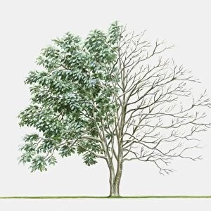 Illustration of Idesia polycarpa, a deciduous tree showing summer leaves and bare winter branches