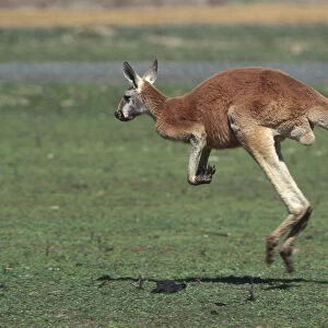 Kangaroo jumping along in a field, side view