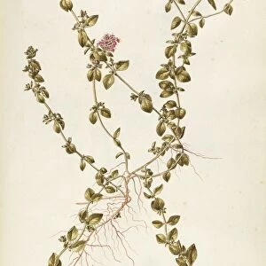 Labiatae or Lamiaceae, Breckland or Wild Thyme (Thymus serpyllum), Tiny suffruticose plant for borders and rocky gardens, used as aromatic plant, spontaneous in Italy, by Francesco Peyrolery, watercolor, 1753