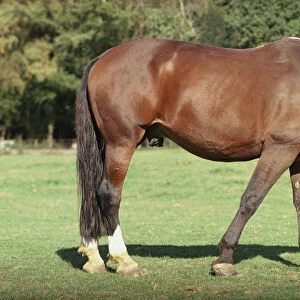 Light bay horse, grazing, side view