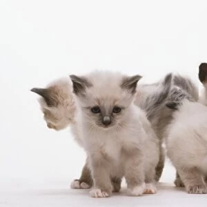 A litter of cream Birmese kittens