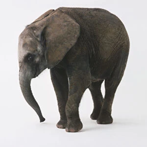 Loxodonta africana (African elephant). An elephant calf in right side view