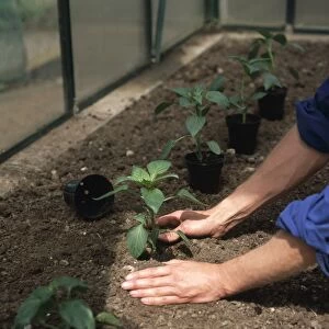 Man using hands to firm soil around base of young Sweet Pepper transplant