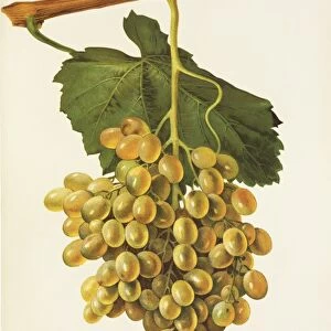 Mayorquin grape, illustration by J. Troncy