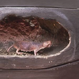 Model of a Naked mole rat (Heterocephalus glaber), seen in cutaway-section of burrow