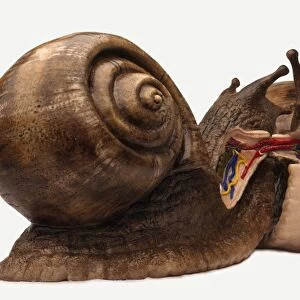 Model pair of mating snails with cross-section illustrating the reproductive organs