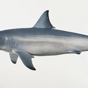 Model of Spinner Shark (Carcharhinus brevipinna), side view