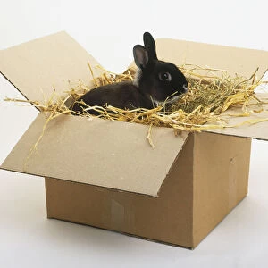 Netherland Dwarf domestic rabbit (Oryctolagus cuniculus) on a bed of straw, in a cardboard box, side view